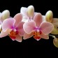 Faites refleurir vos orchidées