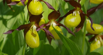 Les orchidées de France