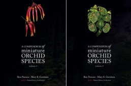 Un monde d’orchidées miniatures