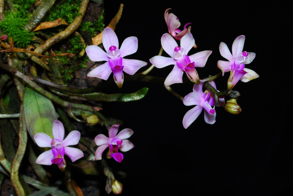 Phalaenopsis taenialis
