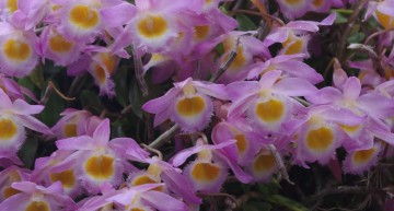 Cours de jugement d’orchidées