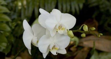 Débuter la culture des orchidées