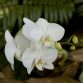 Débuter la culture des orchidées