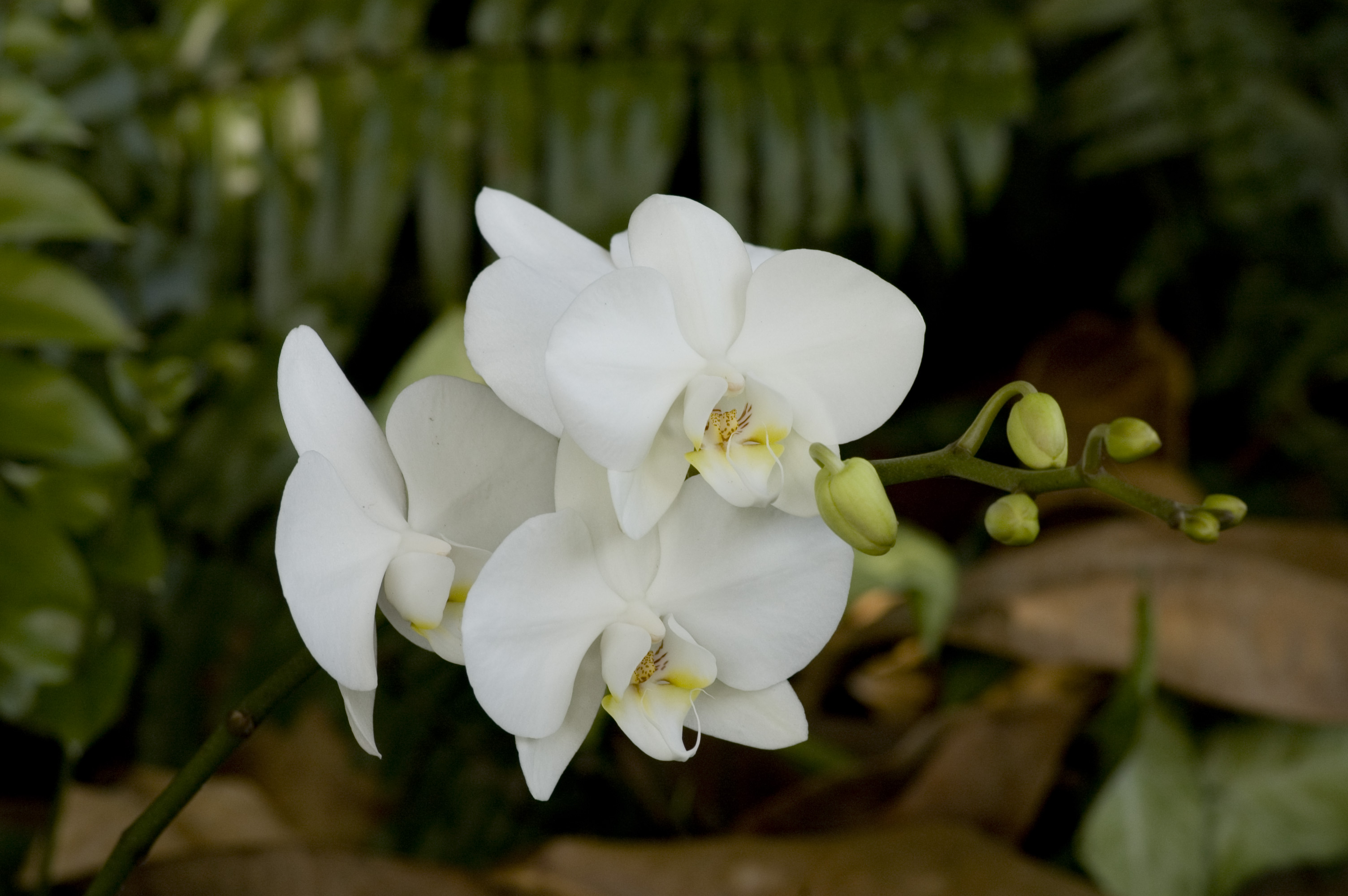 Cultivez des orchidées
