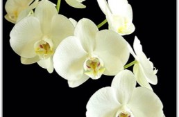 Magie des orchidées au Château de Vascoeuil