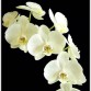 Orchidées – Vous avez dit hybride ?