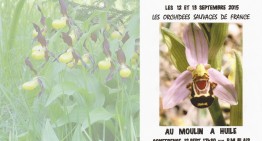 Orchidées sauvages de France