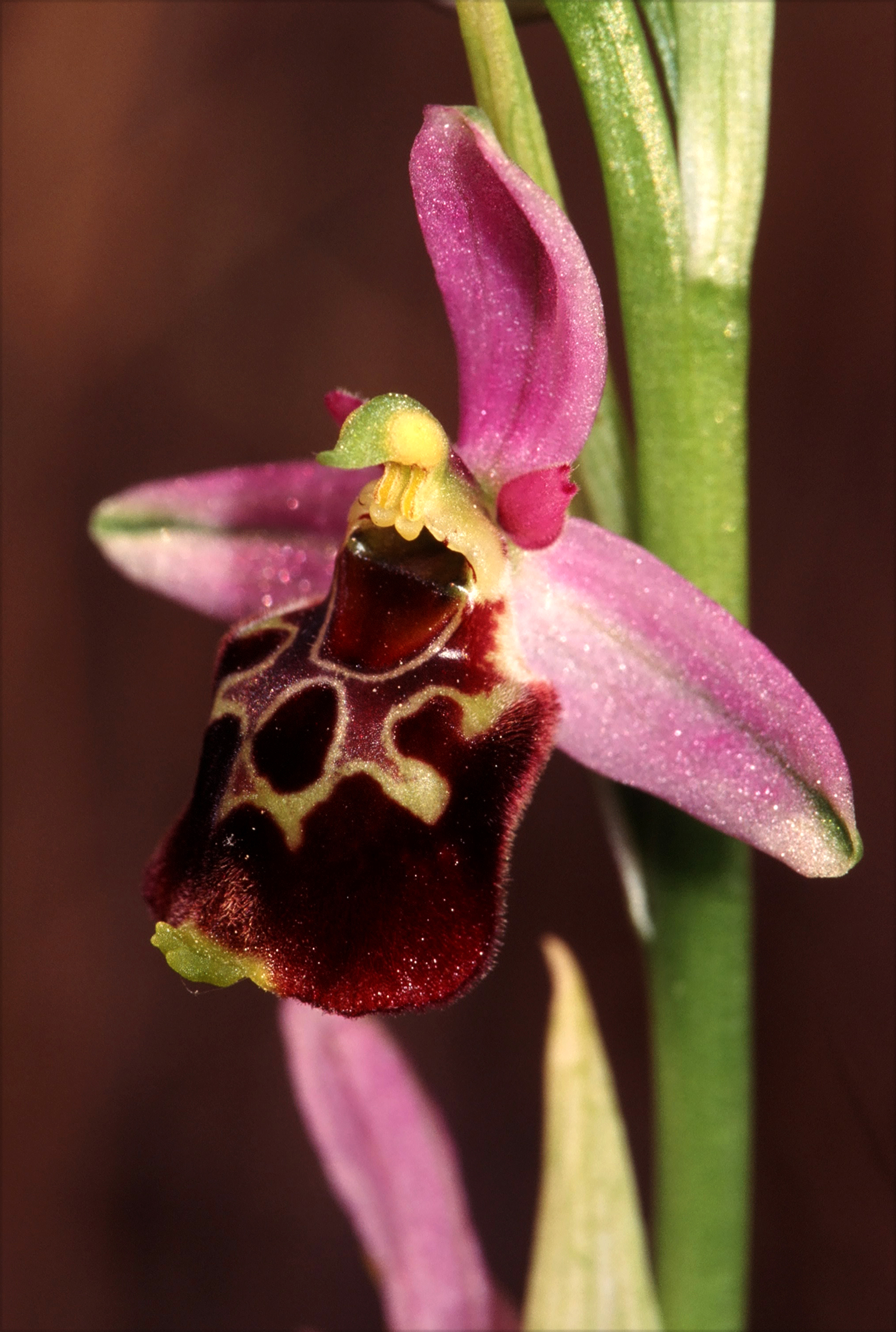 Fig. 1- Ophrys fuciflora subsp. souchei. Cheval-Blanc (Vaucluse, France). 15 juin 1996 (Photo R. MARTIN).