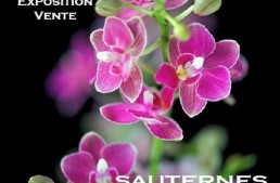 Exposition d’orchidées à Sauternes – novembre 2015