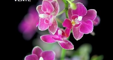 Exposition d’orchidées à Sauternes