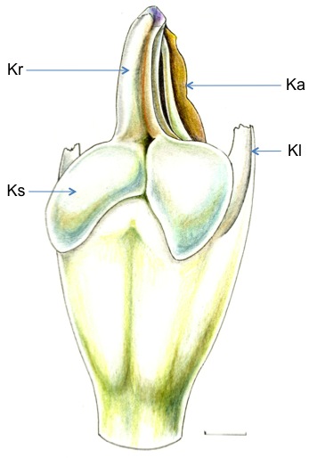 Partie inférieure du labelle, face interne. Hm, lobe médian – Hl, lobe latéral (glande nectarifère) – Hb, base du labelle, en onglet. (Barre : 1 mm). Aline Raynal-Roques.