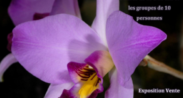 Passion orchidées à Poissy (78)