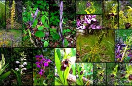 Randonnée autour des orchidées de Dordogne