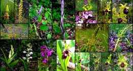 Randonnée autour des orchidées de Dordogne