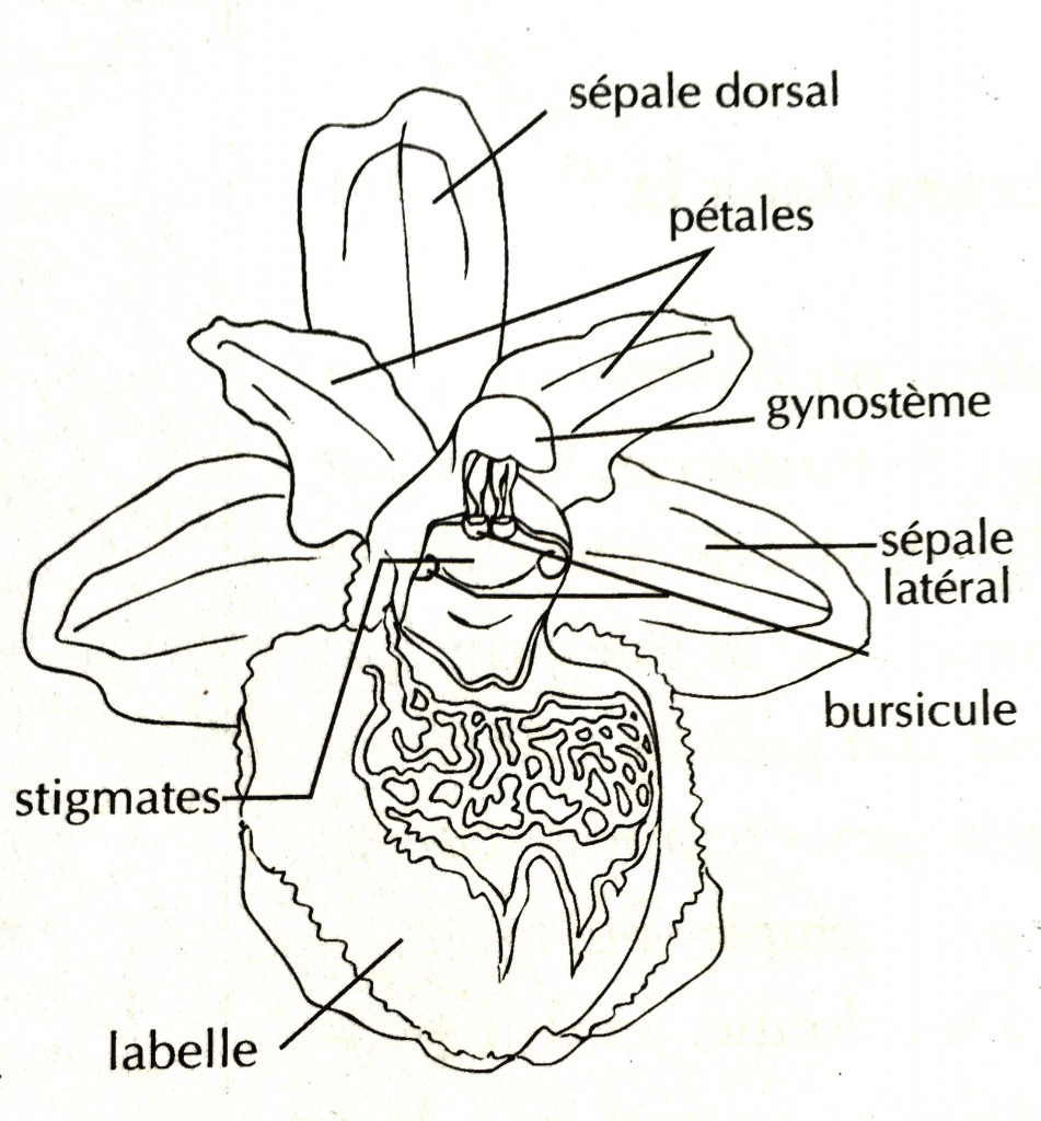 Fleur d'Ophrys
