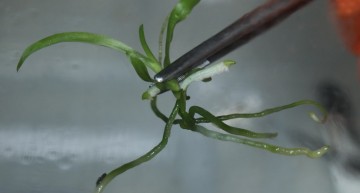 Stage de semis d’Orchidées in vitro – culture