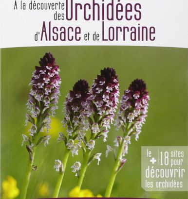 Qu'est-ce qu'une orchidée ?  F.F.O. - Fédération France Orchidées