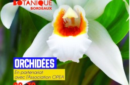 Exposition d’orchidées à Bordeaux – septembre 2018