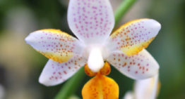 12ème salon orchidées 2019 à Bouc Bel Air (13)