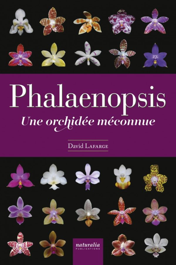 Phalaenopsis, D. Lafarge