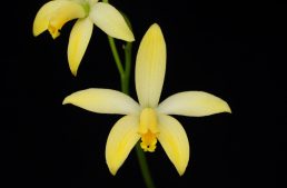 Deux nouvelles espèces décrites dans L’Orchidophile (septembre 2019)