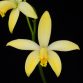 Deux nouvelles espèces décrites dans L’Orchidophile (septembre 2019)