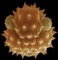 Pollen de camomille