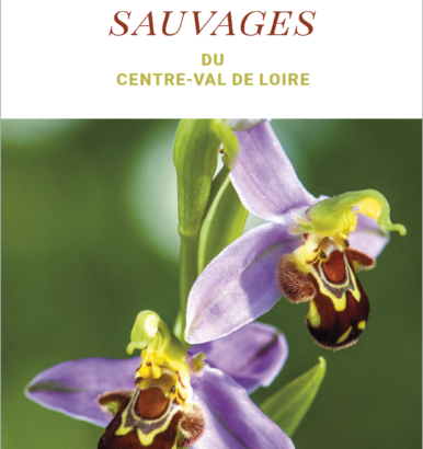 Orchidées Centre Val de Loire