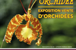Passion orchidées – Louveciennes février 2019