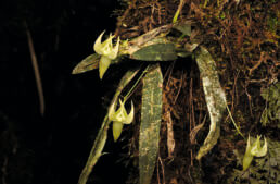 Nouvelles espèces d’orchidées à Madagascar