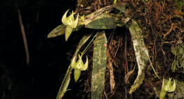 Nouvelles espèces d’orchidées à Madagascar