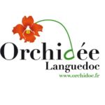 Orchidée Languedoc