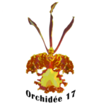 ORCHIDÉE 17