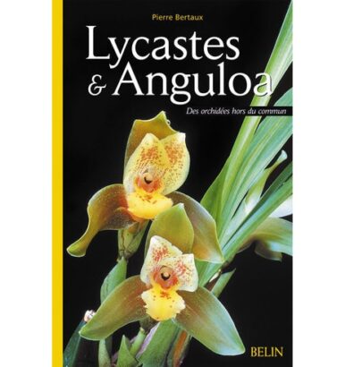Lycaste et Anguloa, des orchidées hors du commun