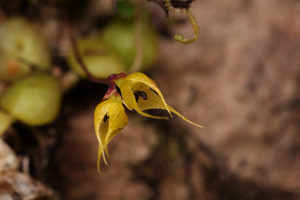 Bulbophyllum caniceps