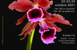 Exposition d’orchidées à Breuillet – 22 au 24 octobre 2021 – Orchidée 17