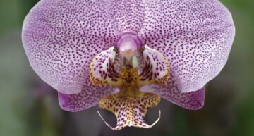23ème Magie des Orchidées – Chateau de Vascoeuil – 29 oct. au 1 nov. 2021