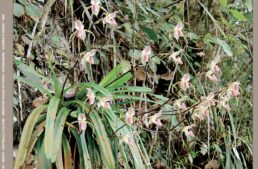 Extraits gratuits – Numéro 231 de L’Orchidophile
