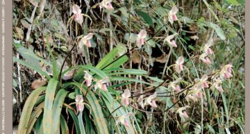 Extraits gratuits – Numéro 231 de L’Orchidophile