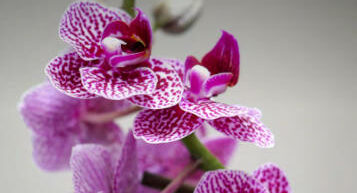 Salon International de l’Orchidée à Bouc Bel Air du 11 au 13 février 2022