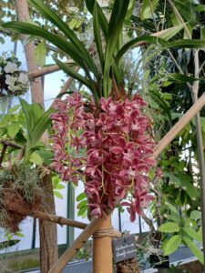 Mille-et-une-orchidees-20220223_10