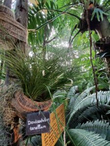 Mille-et-une-orchidees-20220223_11