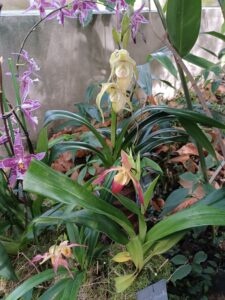 Mille-et-une-orchidees-20220223_12