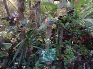 Mille-et-une-orchidees-20220223_13