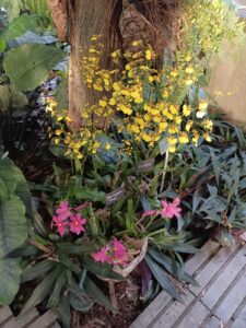 Mille-et-une-orchidees-20220223_3