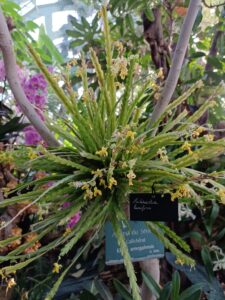 Mille-et-une-orchidees-20220223_6