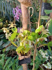 Mille-et-une-orchidees-20220223_7