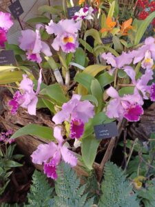 Mille-et-une-orchidees-20220223_8