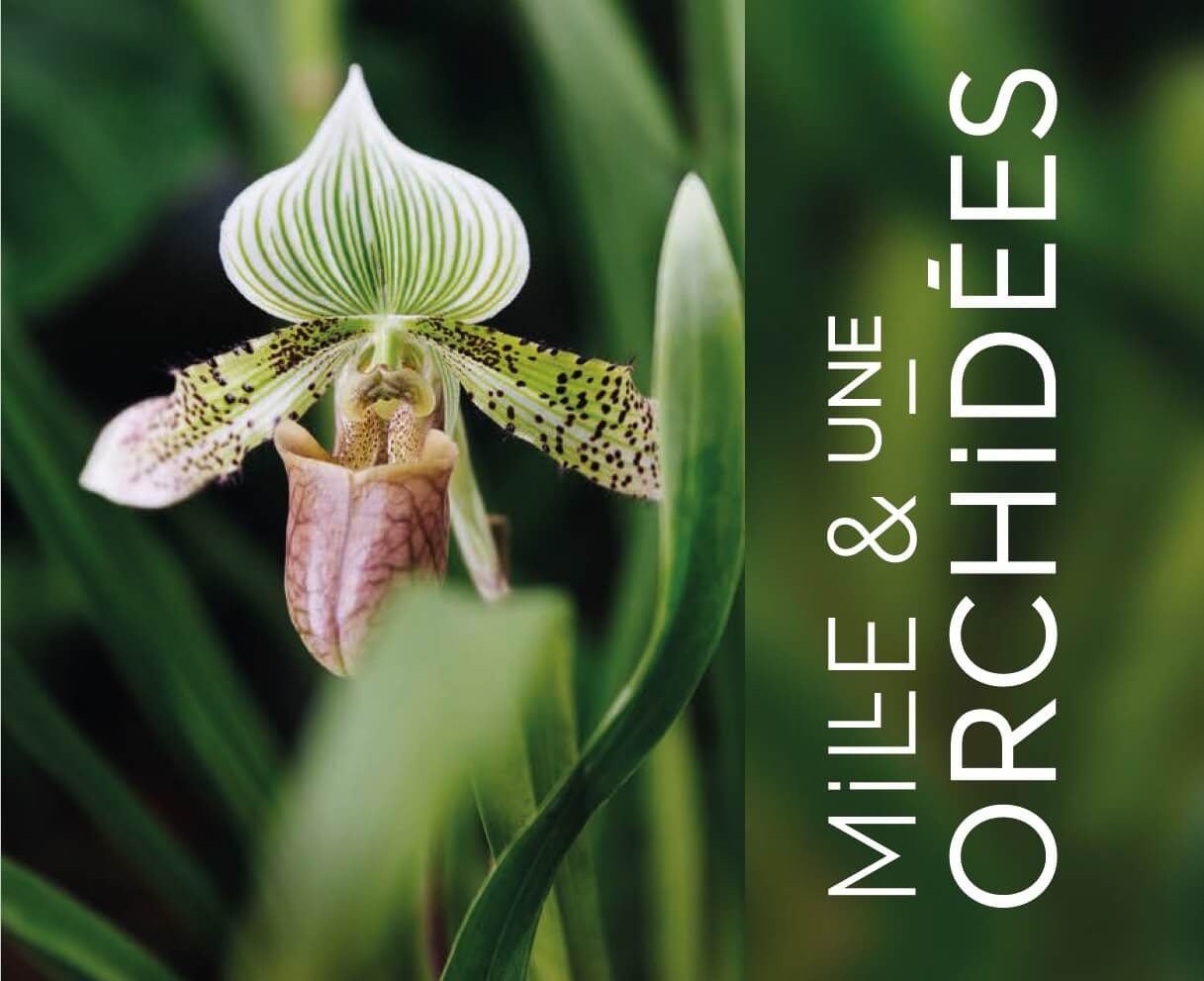 mille-et-une-orchidees-2022-visite-0