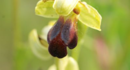 Exposition orchidées sauvages dans notre région du 19 avril au 29 juillet 2022 – Masquières